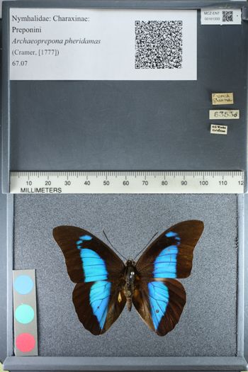 Media type: image;   Entomology 161333